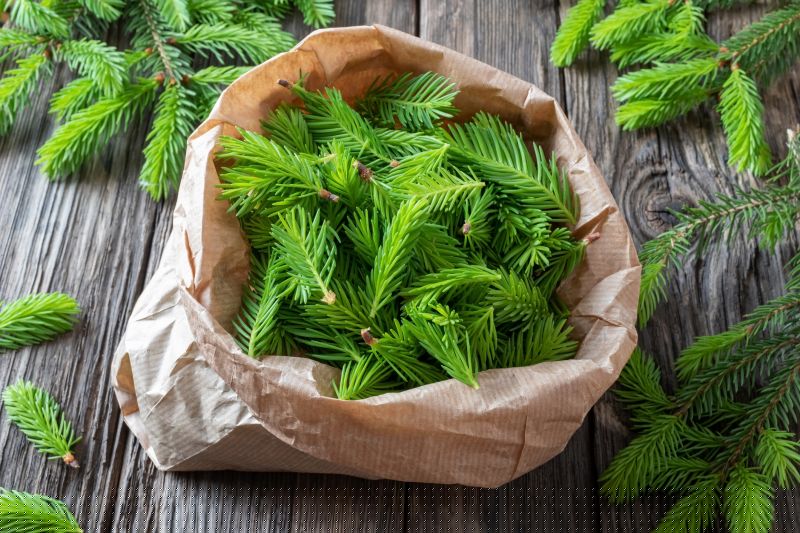 Pine Needles Delivery