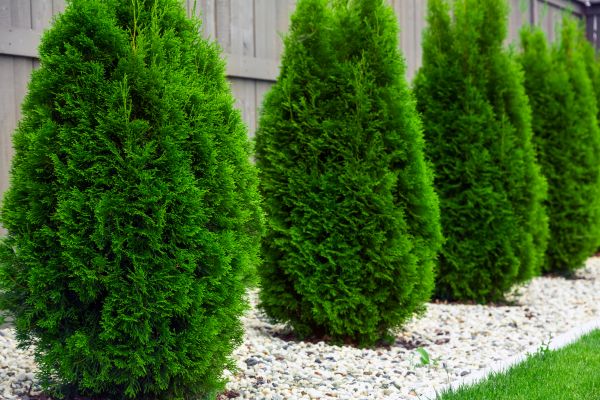 Arborvitae Planting in Bloomington