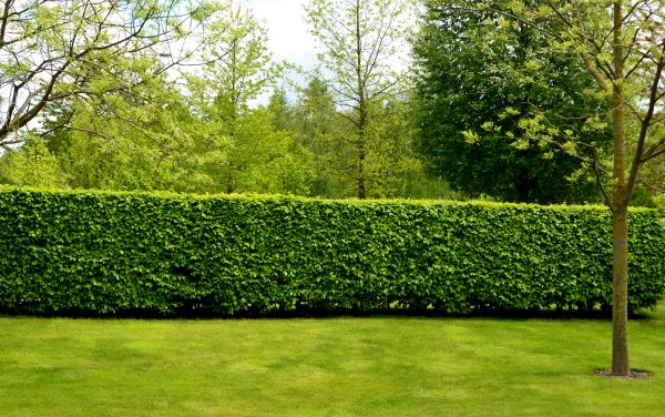 Hedge Planting in Bloomington