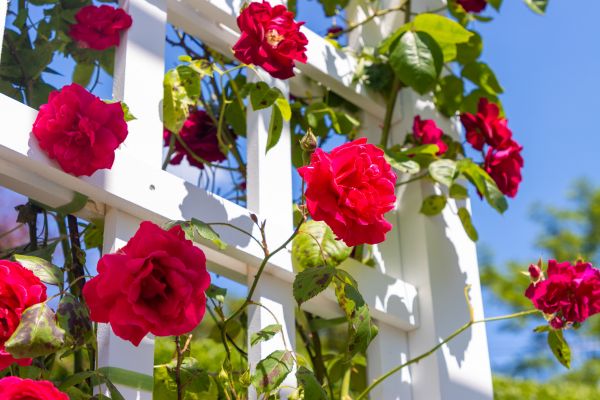 Home Gardening Service in Bloomington