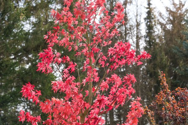 Japanese Maple Planting in Bloomington
