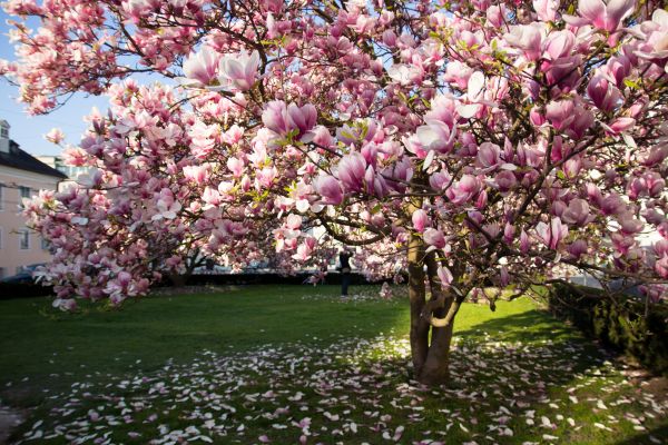 Magnolia Tree Planting in Bloomington