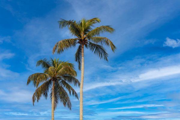 Palm Tree Planting in Bloomington