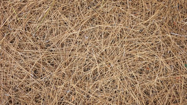 Pine Needles Delivery in Bloomington