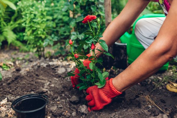 Planting Service in Bloomington
