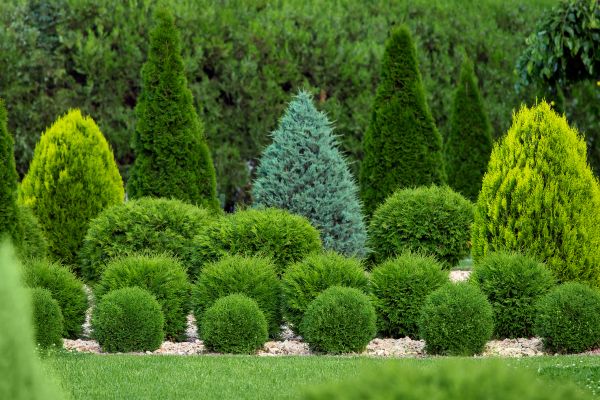 Shrub Replacement in Bloomington