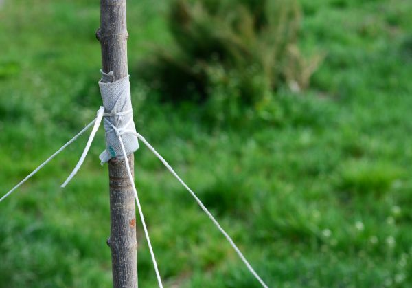 Tree Staking Service in Bloomington
