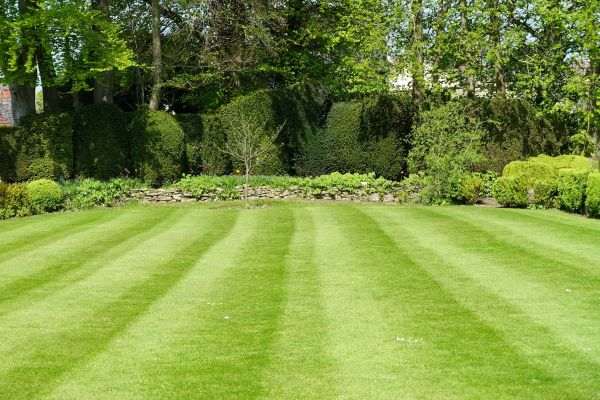 Lawn Renovation in Bloomington