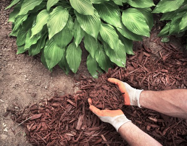 Shredded Mulch Service in Bloomington