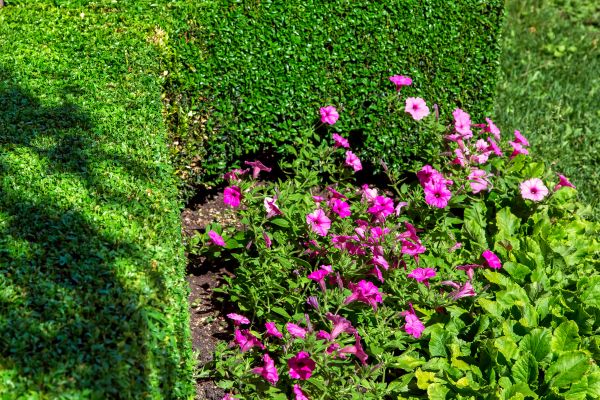 Softscaping Service in Bloomington