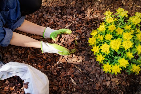 Pine Bark Mulch Installation in Bloomington