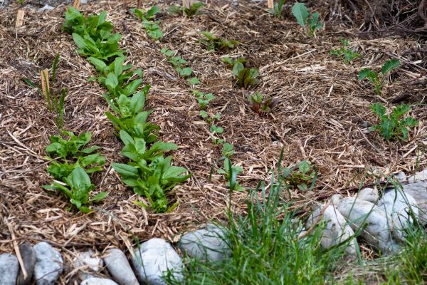 Mulch Service in Bloomington