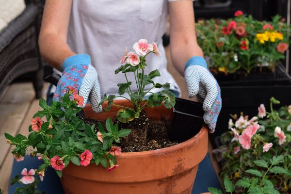 Plant Care Service in Bloomington