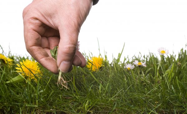 Lawn Weeding in Bloomington