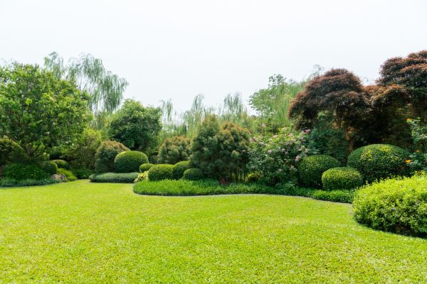 Tree Landscaping in Bloomington