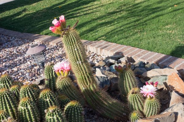 Desert Landscaping in Bloomington
