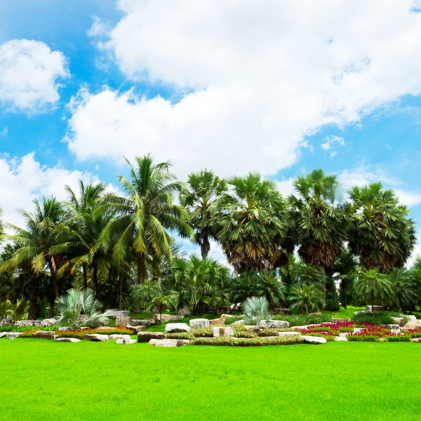 Tropical Landscaping in Bloomington