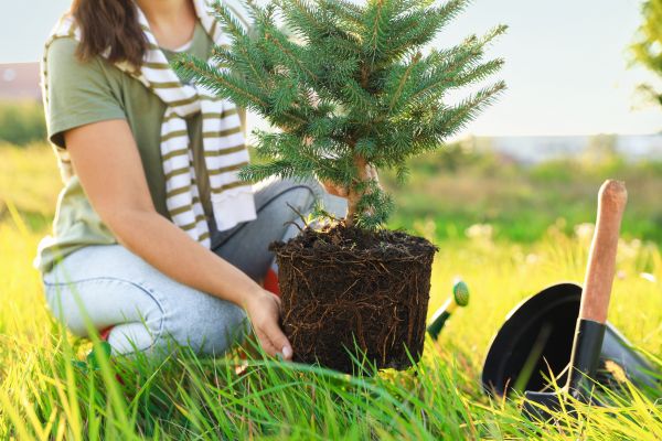 Spruce Tree Planting in Bloomington