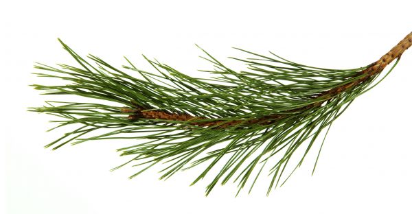 Pine Needles Installation in Bloomington