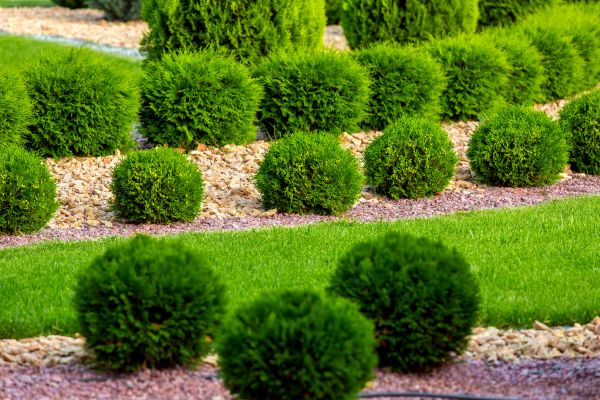 Bush Installation in Bloomington