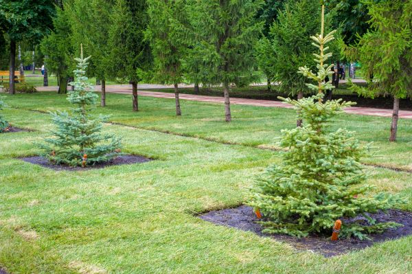 Privacy Trees Planting in Bloomington