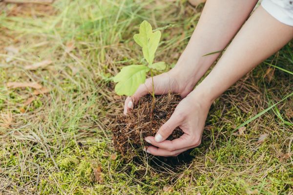Oak Tree Planting in Bloomington