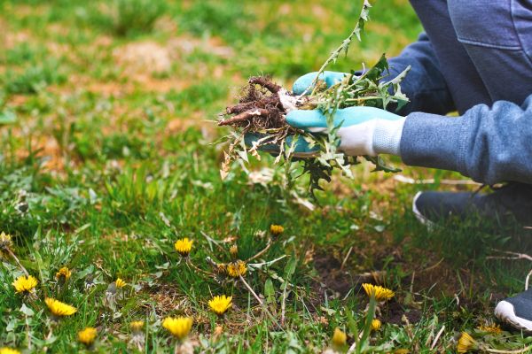 Flower Bed Clearing in Bloomington