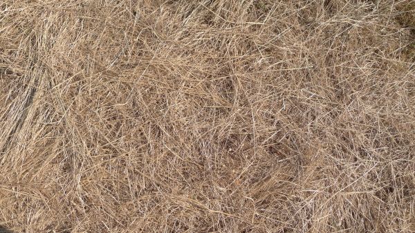 Pine Straw Replacement in Bloomington