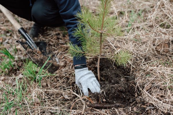Pine Tree Planting in Bloomington