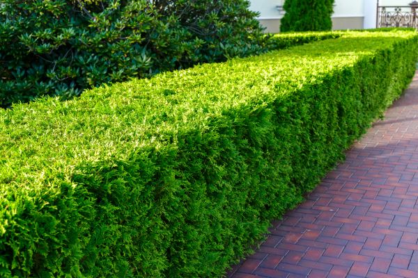 Hedge Installation in Bloomington