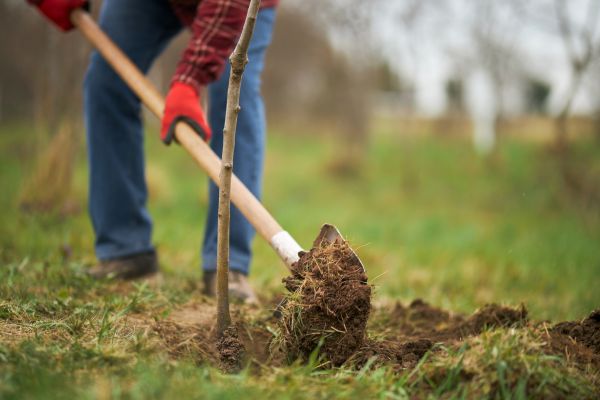 Trees Planting in Bloomington