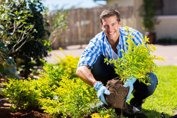Shrub Landscaping in Bloomington