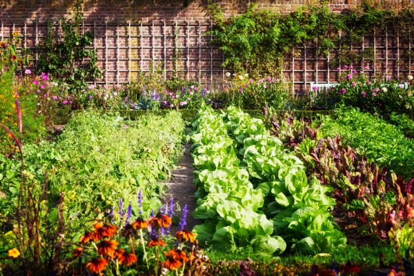 Garden Planting Service in Bloomington