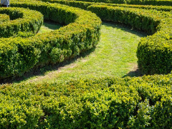Bush Landscaping in Bloomington