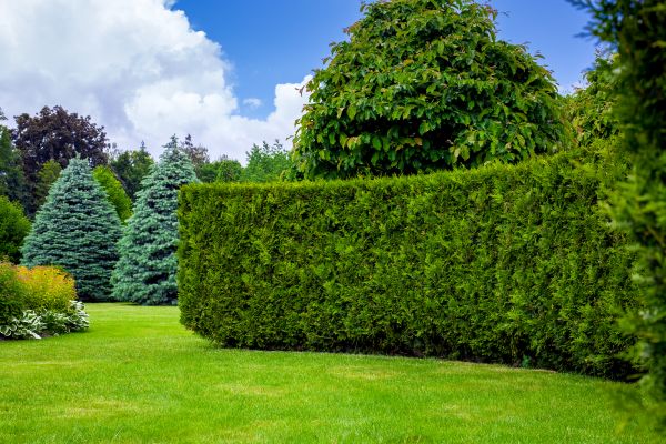 Hedge Landscaping in Bloomington