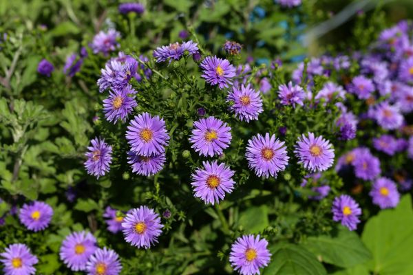 Perennial Flower Planting in Bloomington