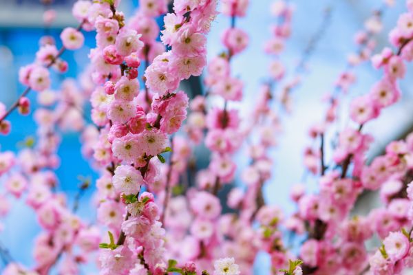 Japanese Cherry Tree Planting in Bloomington