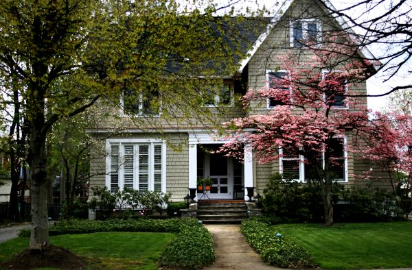 Ornamental Tree Planting in Bloomington