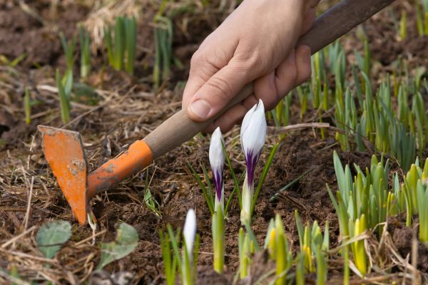 Flower Garden Weeding in Bloomington