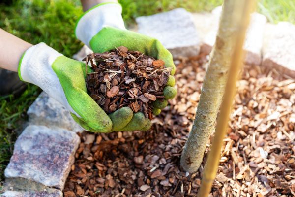 Tree Bark Delivery in Bloomington