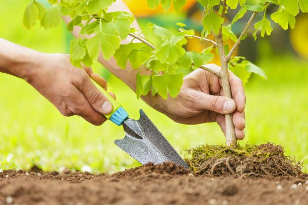 Fruit Tree Planting in Bloomington