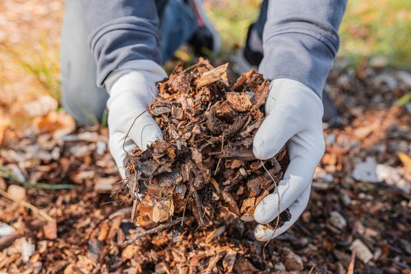 Shredded Mulch Installation in Bloomington