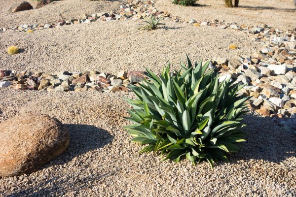 Xeriscaping Service in Bloomington