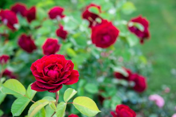 Rose Planting in Bloomington