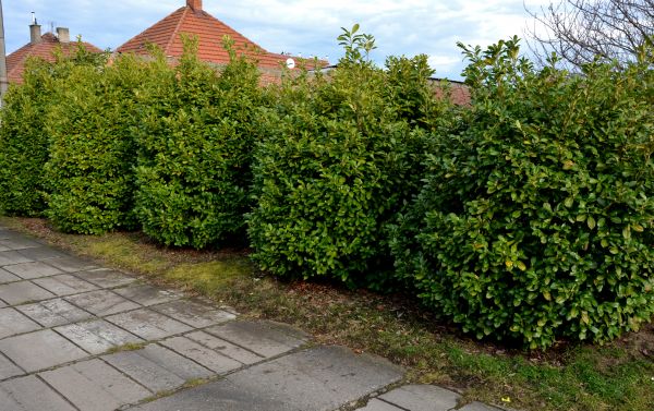 Privacy Shrub Installation in Bloomington