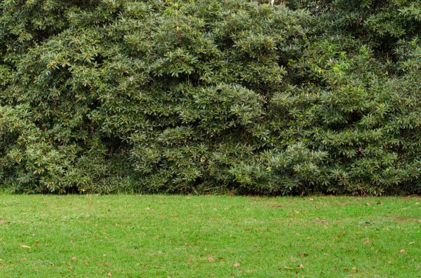 Privacy Hedge Planting in Bloomington