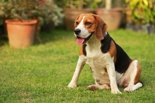 Dog Friendly Landscaping in Bloomington