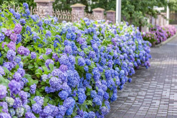 Hydrangea Landscaping in Bloomington