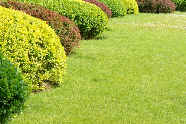 Shrubbery Planting in Bloomington