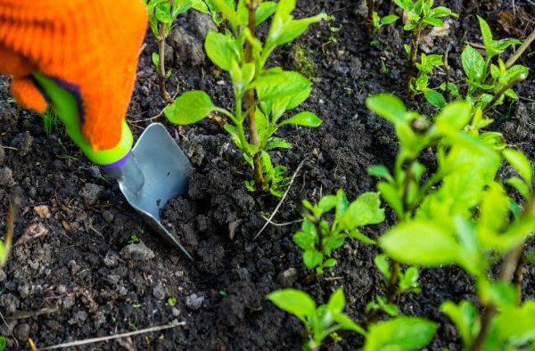 Hydrangea Planting in Bloomington